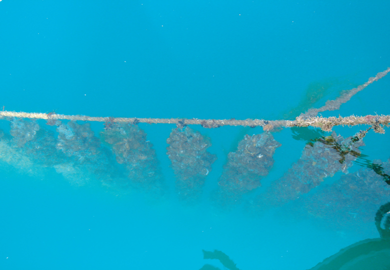 양성 (6월부터 이듬해 4월까지)